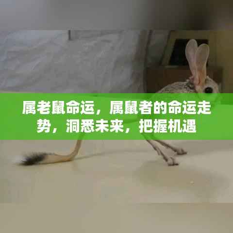 属鼠命运解析,洞悉未来走势,把握机遇挑战