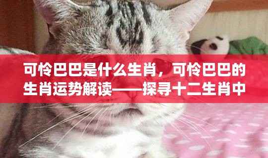 可怜巴巴的生肖情感波折解读,探寻十二生肖中的情感波折与运势