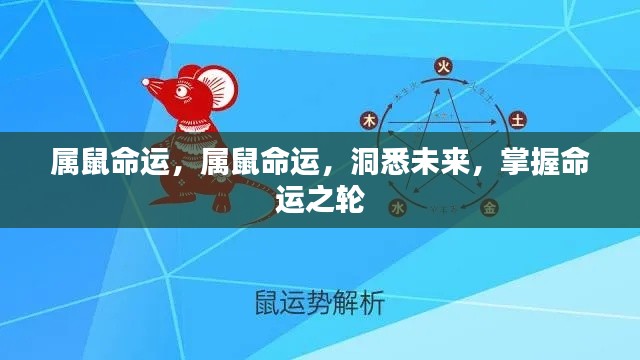 属鼠命运揭秘,洞悉未来,掌握命运之轮走向