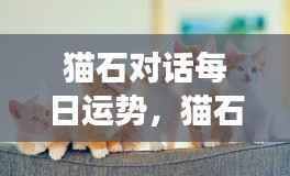 猫石对话每日运势,掌握星象,开启幸运之旅
