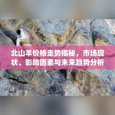 北山羊价格走势揭秘,市场现状、影响因素与未来趋势分析