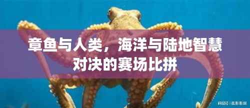 章鱼与人类,海洋与陆地智慧对决的赛场比拼