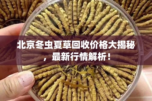 北京冬虫夏草回收价格大揭秘,最新行情解析!