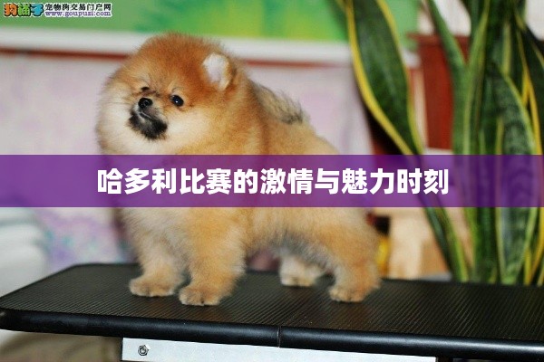 哈多利比赛的激情与魅力时刻